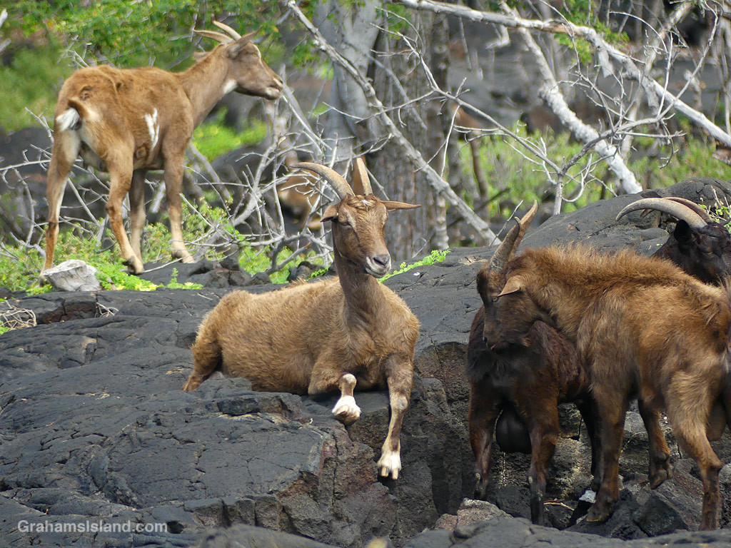 Goats on a trail in Hawaii