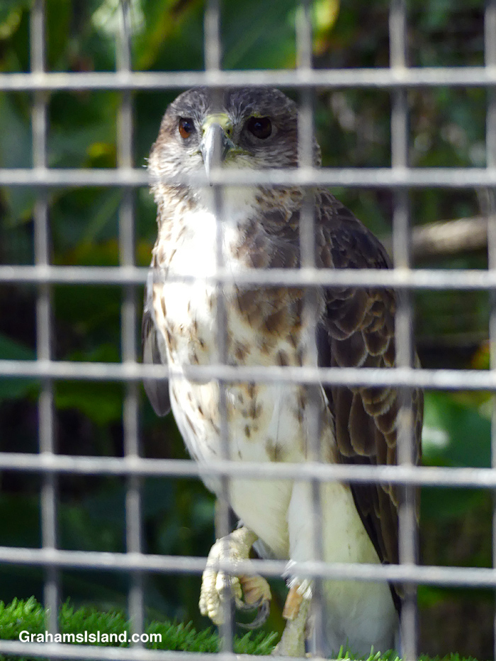 An Io at Pana'ewa Zoo & Gardens in Hilo, Hawaii