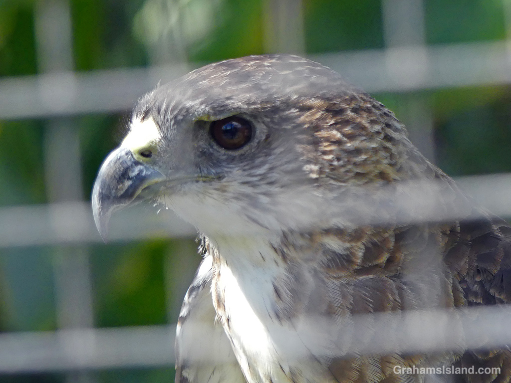 An Io at Pana'ewa Zoo & Gardens in Hilo, Hawaii