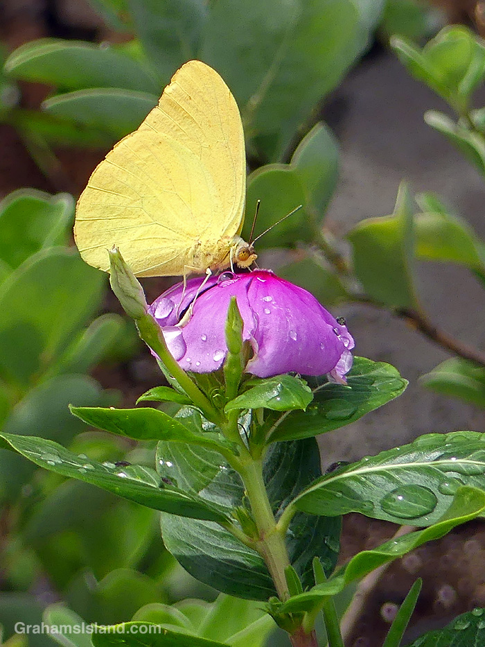 A Large Orange Sulphur Butterfly in Hawaii
