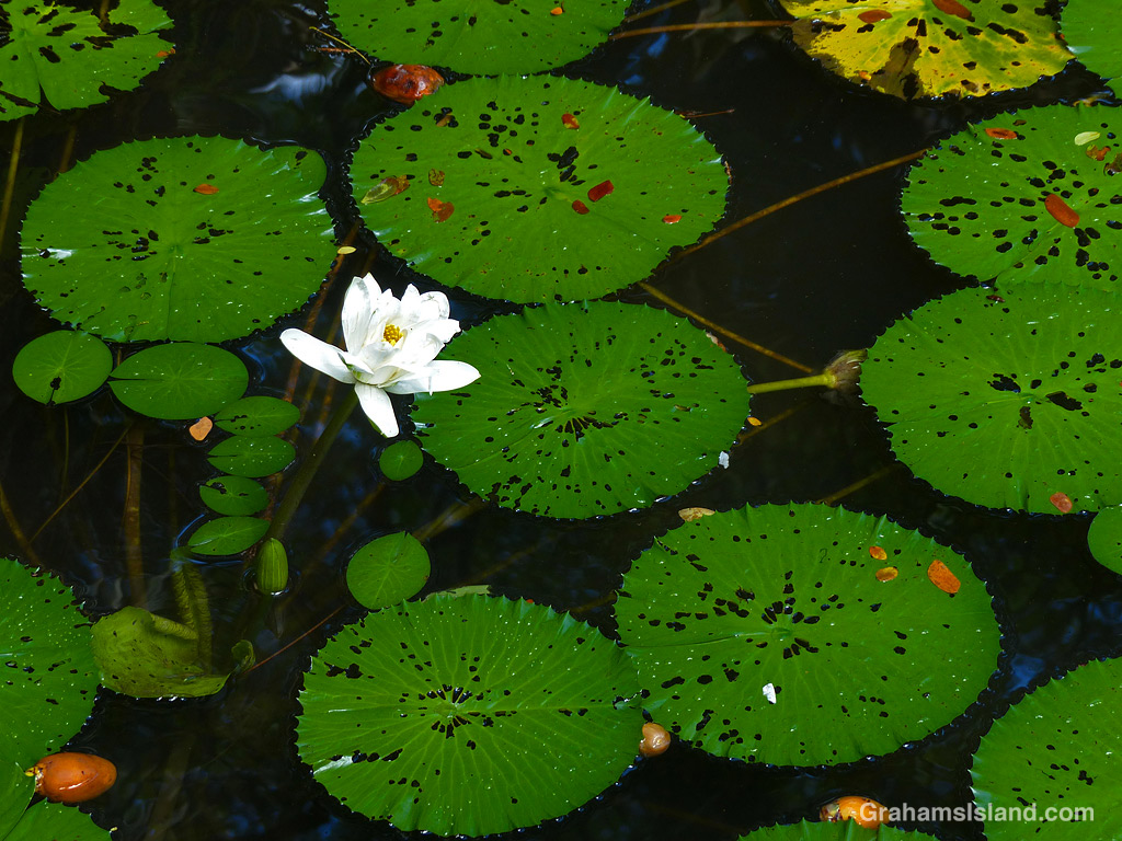 A water lily at Hawaii Tropical Botanical Garden near Hilo, Hawaii