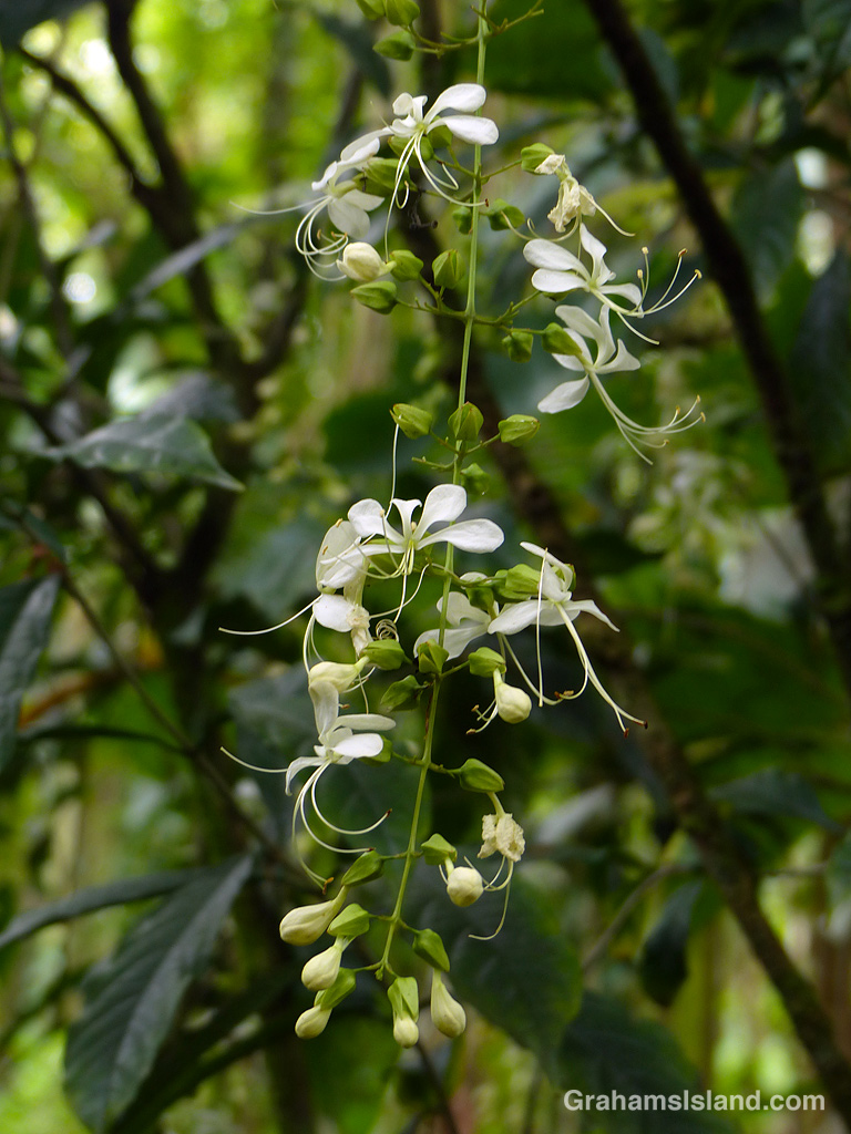 A Nodding clerodendrum at Hawaii Tropical Botanical Garden near Hilo, Hawaii