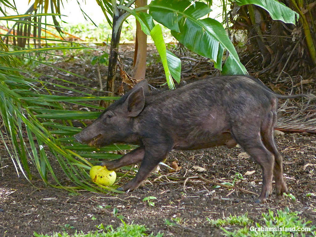 A wild pig with a mango in Hawaii