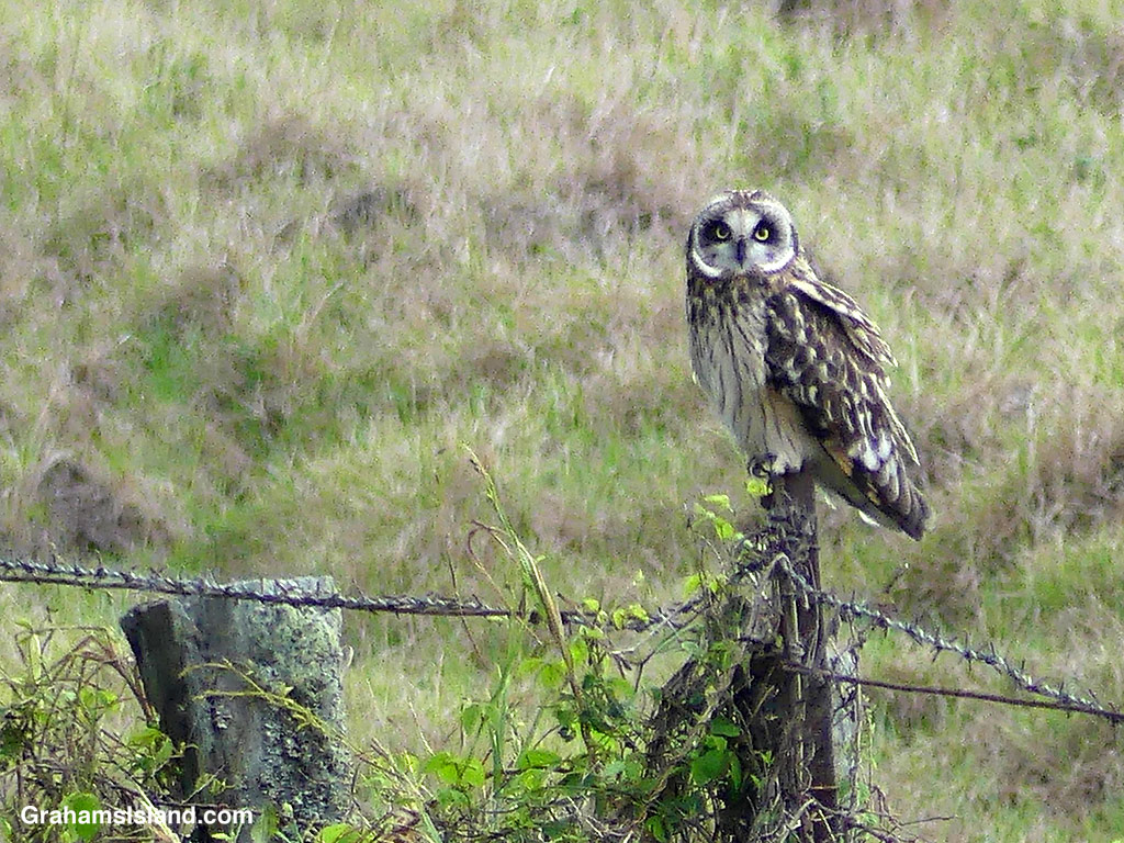 A pueo on a post in Hawaii