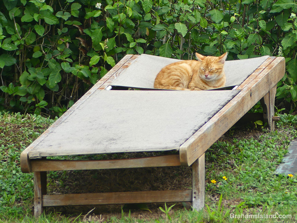 A cat on a recliner in Kapaau, Hawaii
