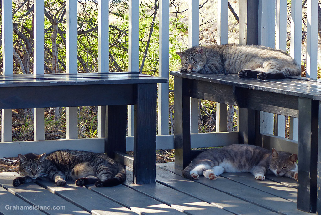 Three cats resting in Hawaii