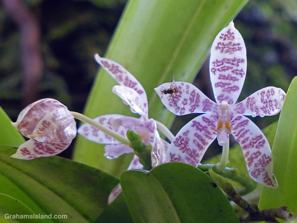 A speckled orchid at Hawaii Tropical Botanical Garden near Hilo, Hawaii