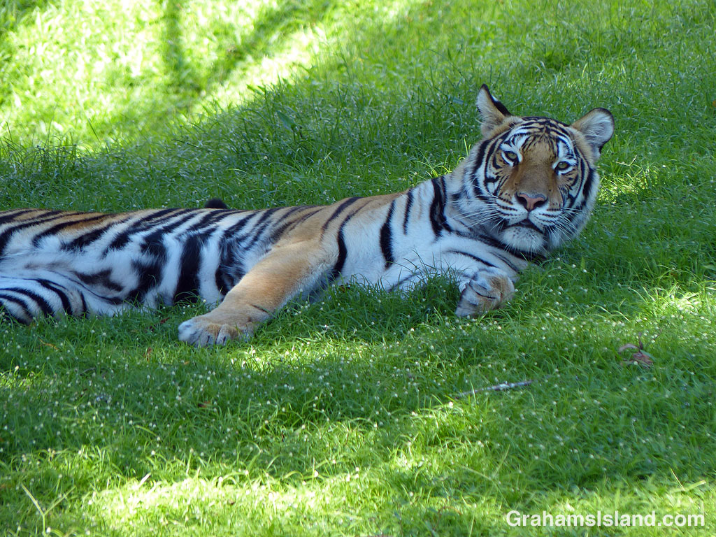 Sriracha the Bengal tiger at Panaewa Zoo, Hilo, Hawaii
