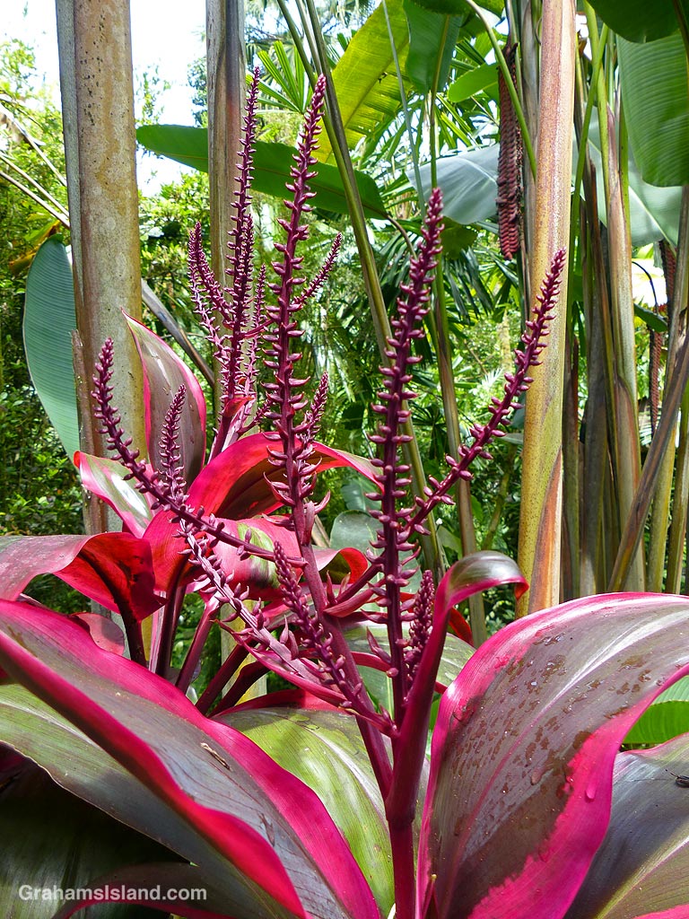 A Ti plant at Hawaii Tropical Botanical Garden near Hilo, Hawaii