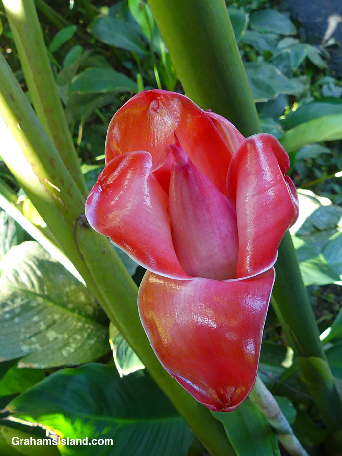An opening torch ginger at Hawaii Tropical Botanical Garden in Hawaii