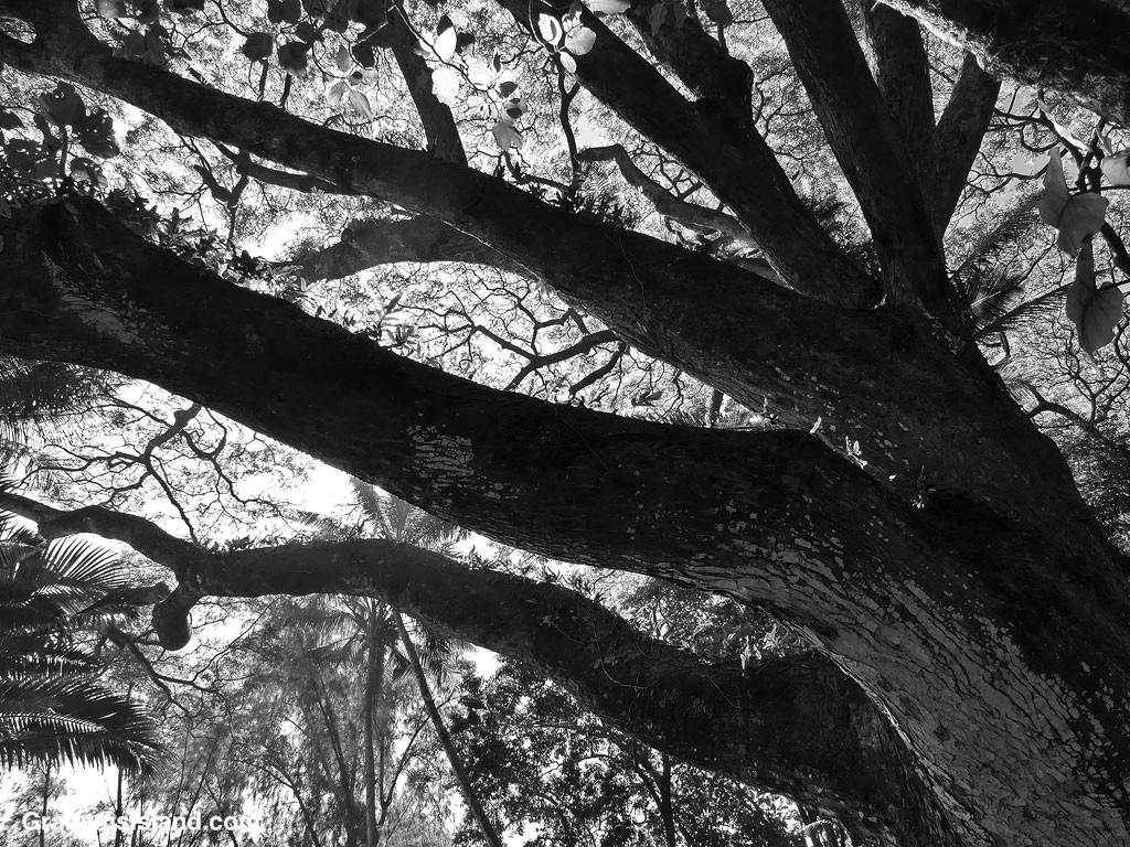 Black and white image of a large tree in Hawaii