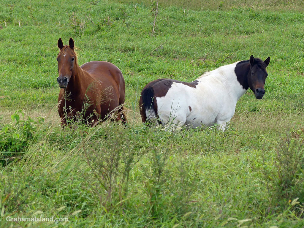Two horses on the Big Island, Hawaii