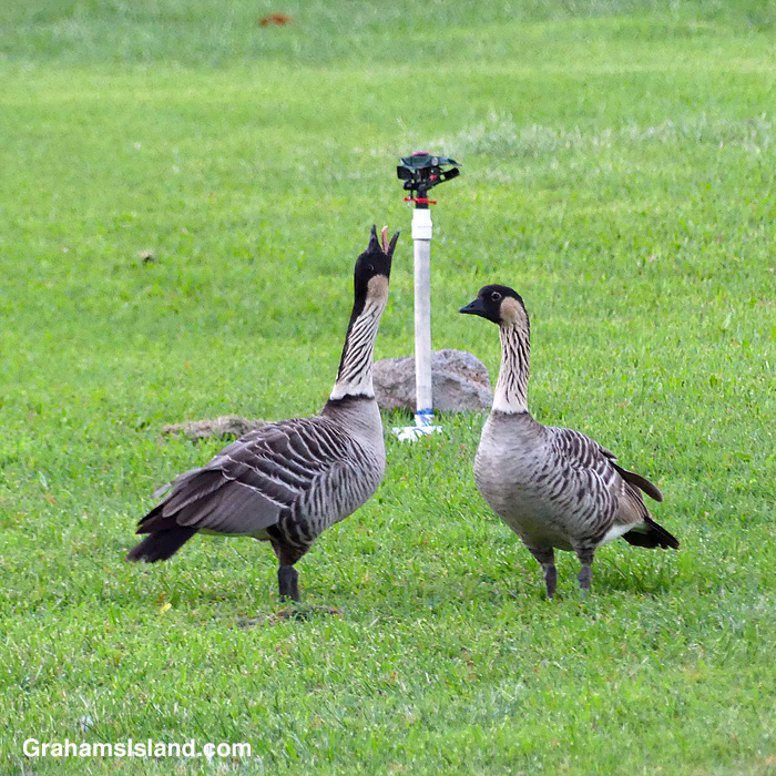 Two nenes at Spencer Beach Park in Hawaii