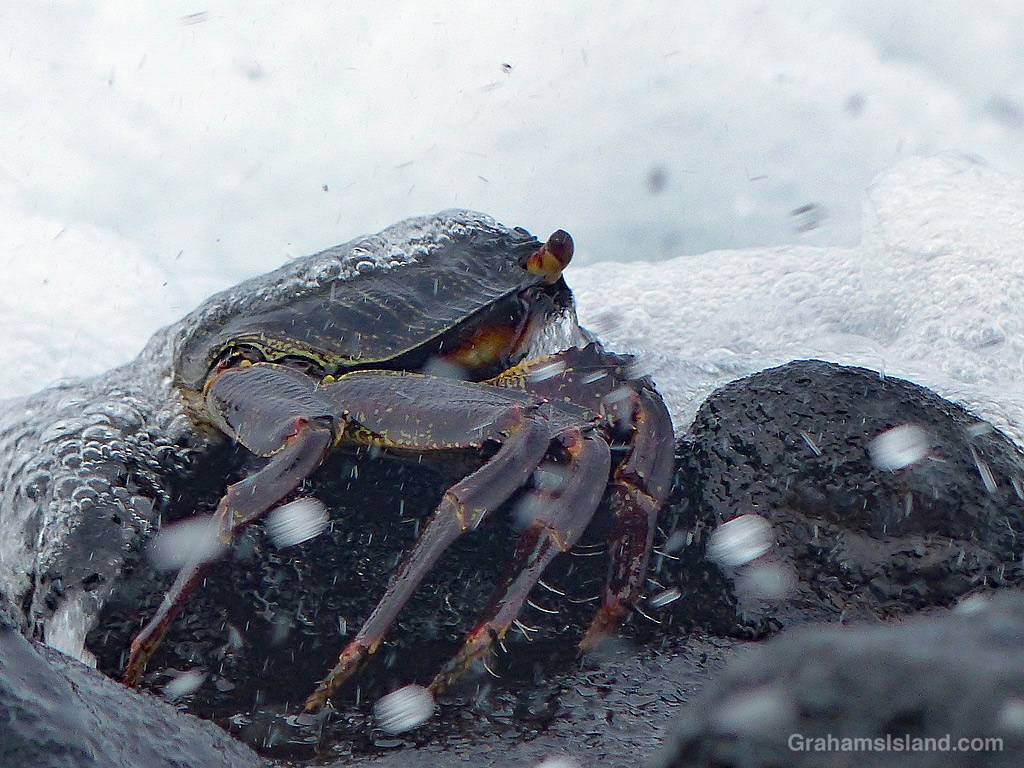 An A'ama crab in Hawaii
