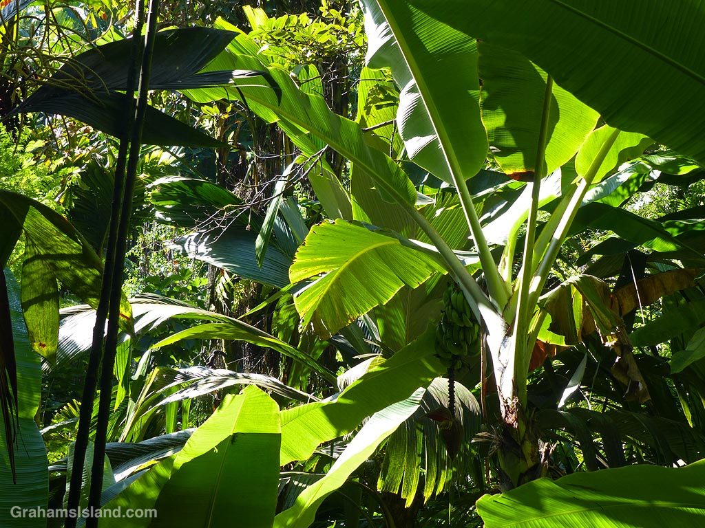 Foliage at Hawaii Tropical Botanical Garden near Hilo, Hawaii