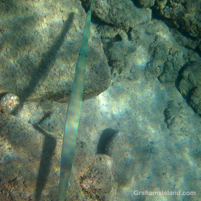 A Bluespotted Cornetfish with shadow in the waters off Hawaii