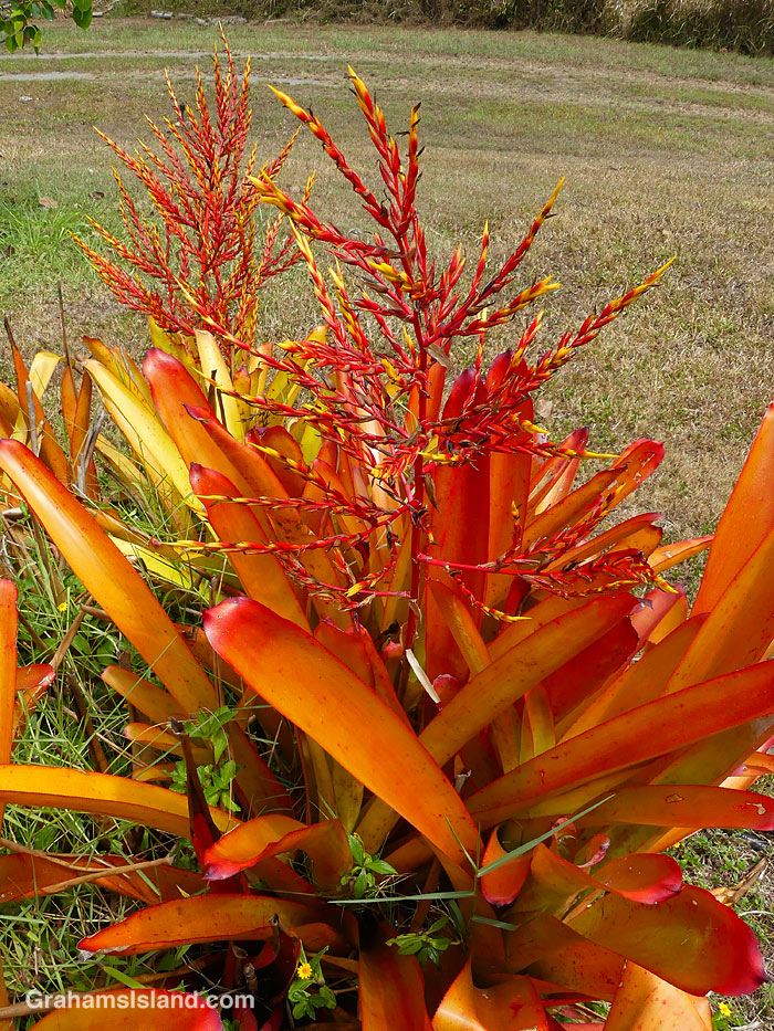 A Bromeliad in Hawaii