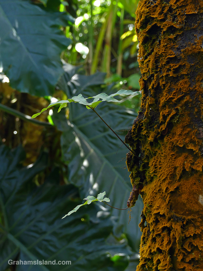 Brown moss or lichen growing on a tree in Hawaii