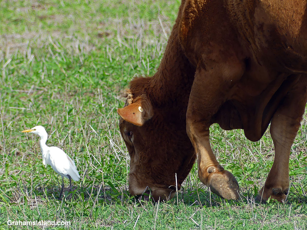 A bull and cattle egret in Hawaii
