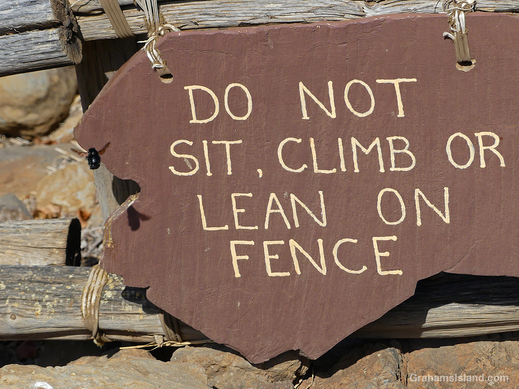 A sonoran carpenter bee near a sign in Hawaii
