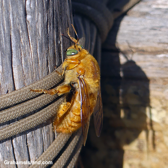 A Carpenter bee male at Lapakahi in Hawaii