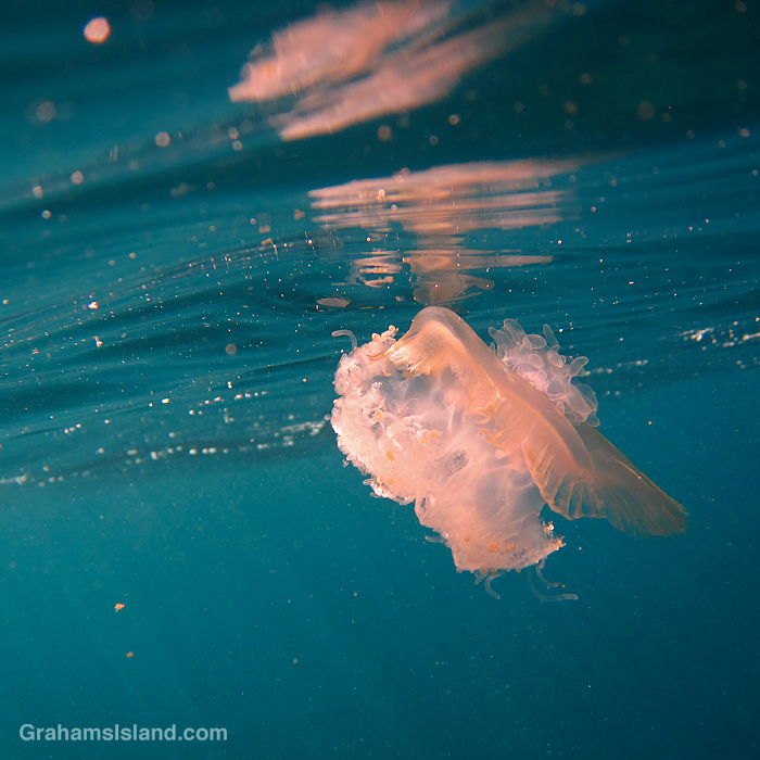 A Crowned Jellyfish in the waters off Hawaii