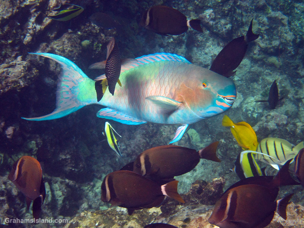 An Ember Parrotfish in the waters off Hawaii