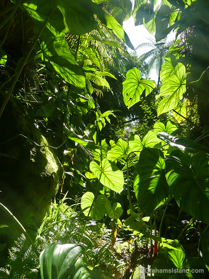 Foliage at Hawaii Tropical Botanical Garden near Hilo, Hawaii