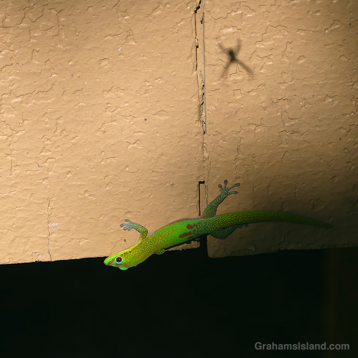 A Gold Dust Day Gecko and spider shadow in Hawaii