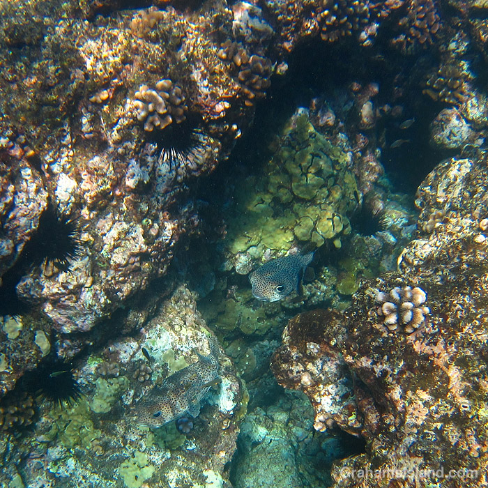 Giant Porcupinefishes in the waters off Hawaii