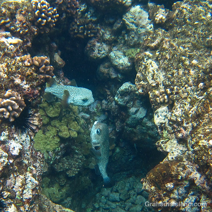 Giant Porcupinefishes in the waters off Hawaii