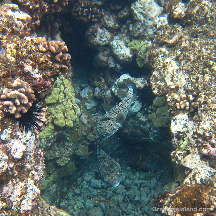 Giant Porcupinefishes in the waters off Hawaii
