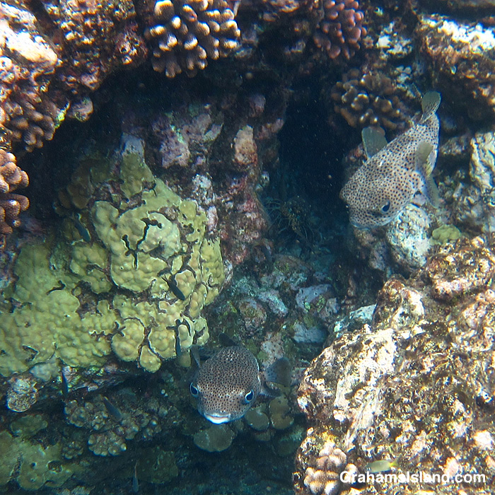 Giant Porcupinefishes and lobster in the waters off Hawaii