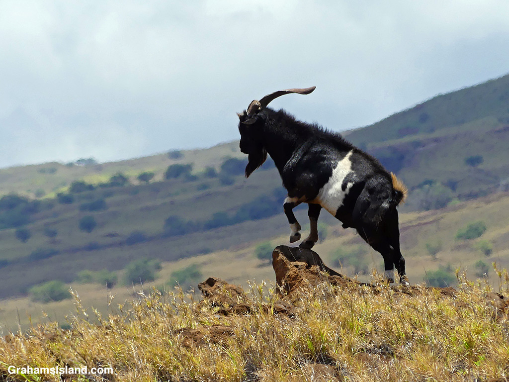 A Goat on a rock in Hawaii
