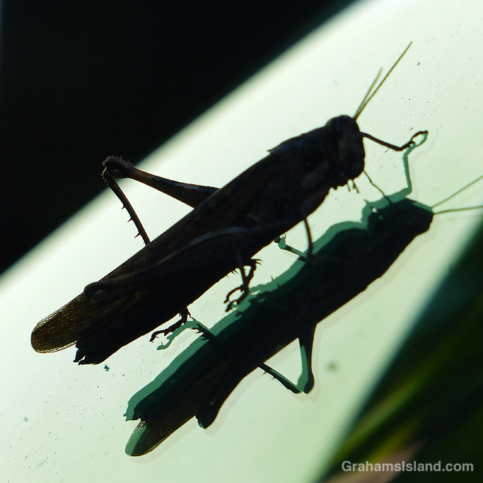 A grasshopper on a windshield in Hawaii