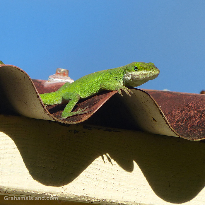 A Green Anole on a roof in Hawaii