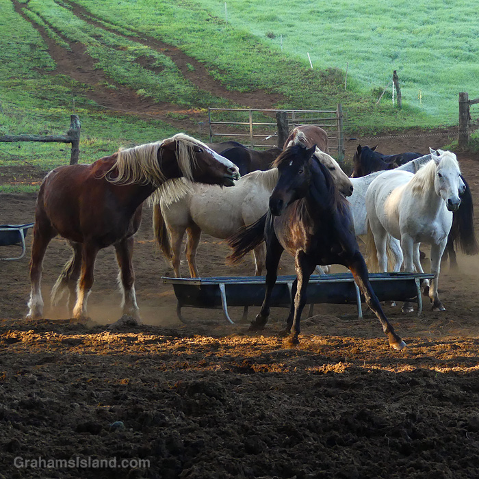 Horses frolicking at Paniolo Adventures on the Big Island, Hawaii