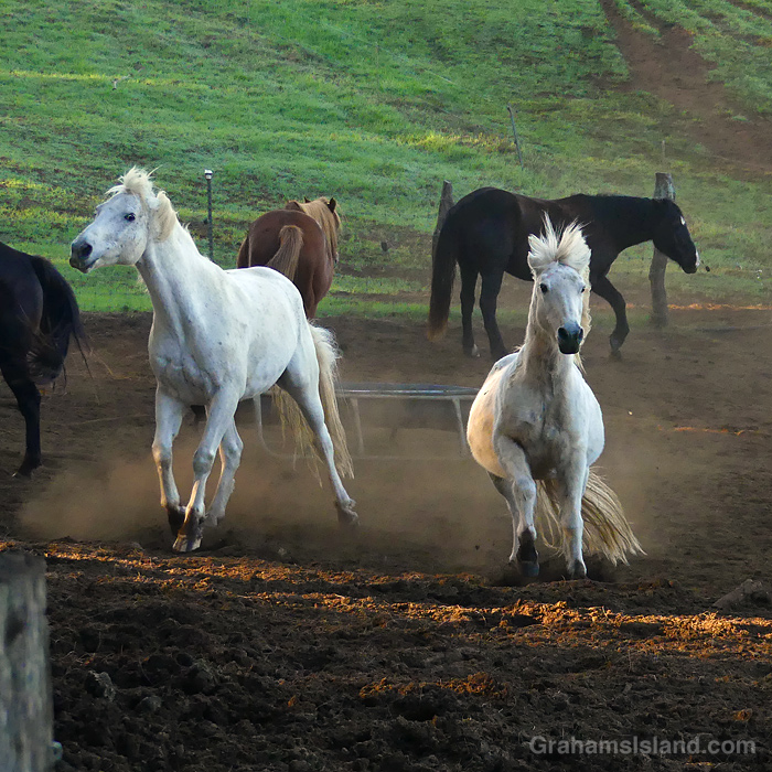 Horses frolicking at Paniolo Adventures on the Big Island, Hawaii