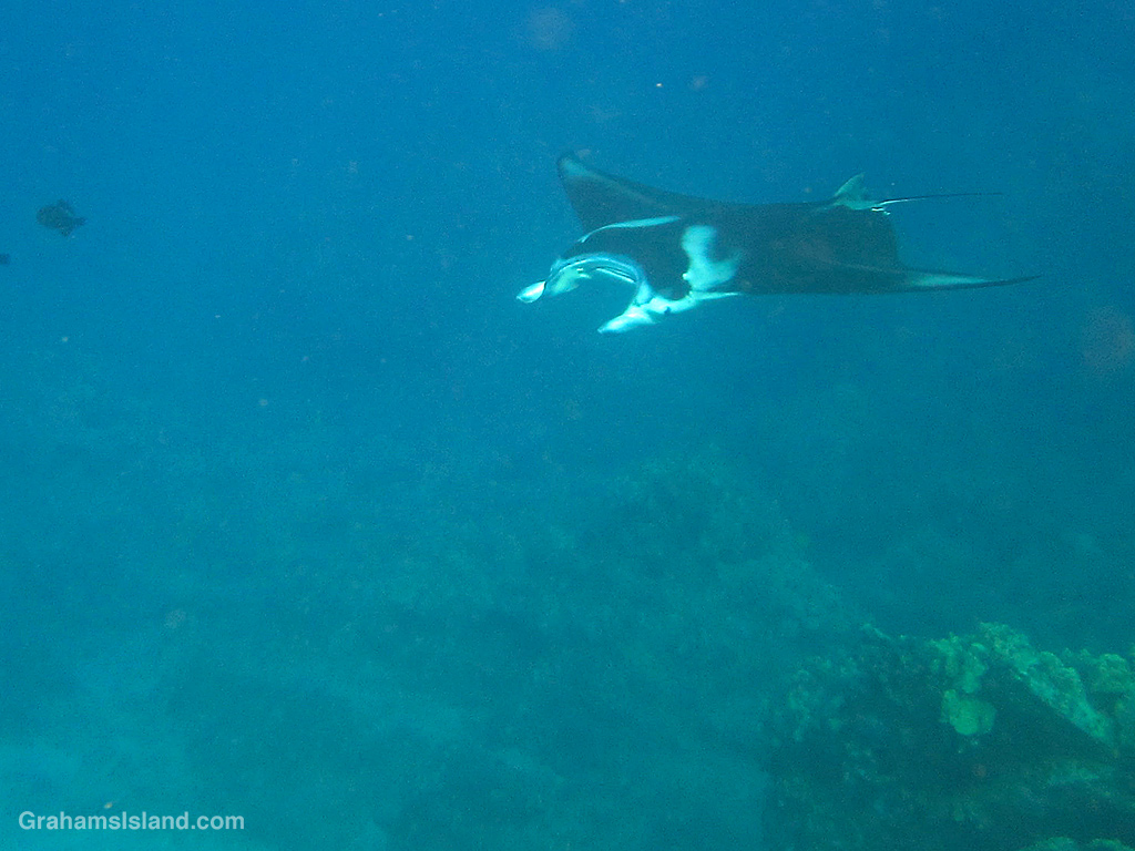 A manta ray in the waters off Hawaii