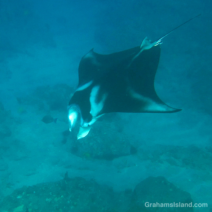 A manta ray in the waters off Hawaii