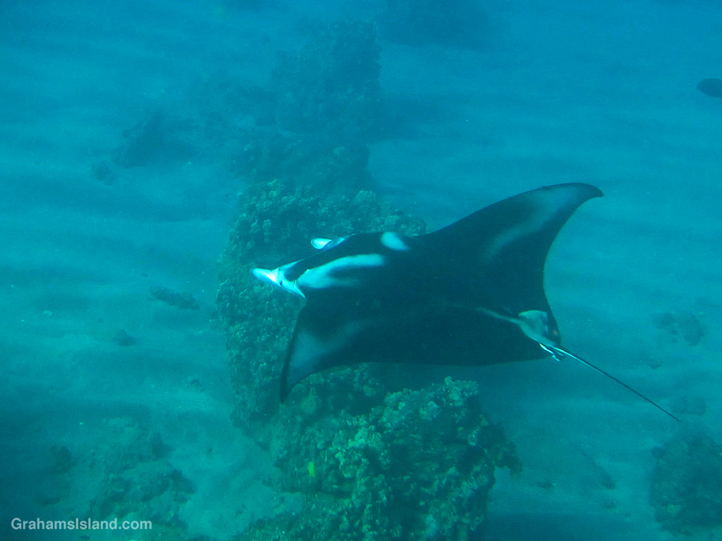 A manta ray in the waters off Hawaii