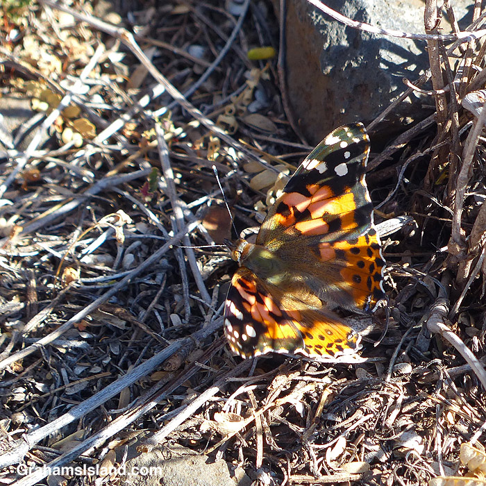 A Painted lady butterfly in the shadows in Hawaii