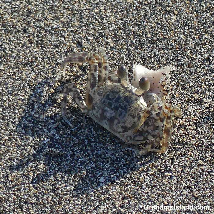 A Pallid Ghost Crab on the beach at Kawaihae, Hawaii