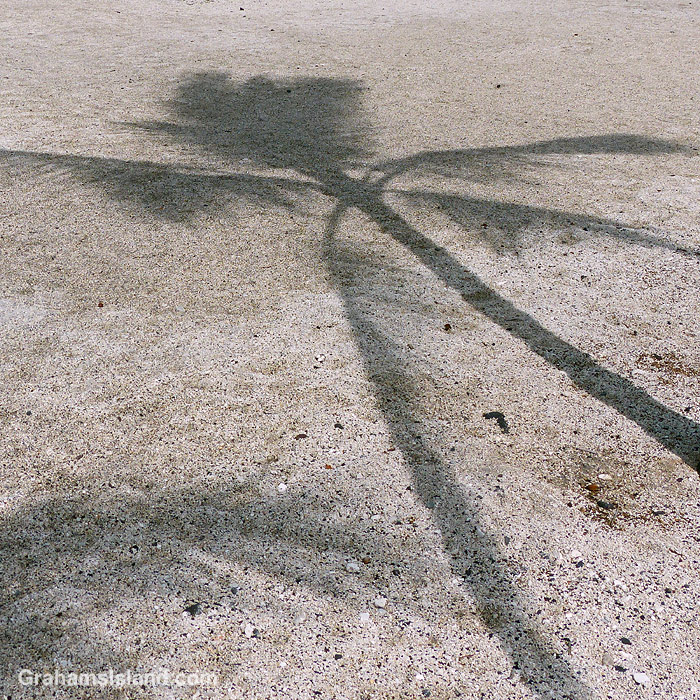The shadow of a palm tree in Hawaii