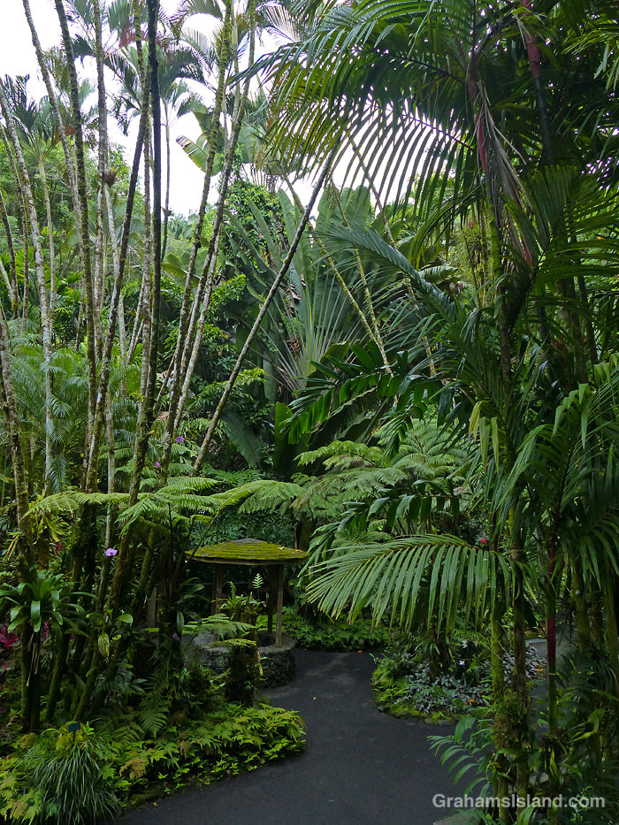 Foliage at Hawaii Tropical Botanical Garden near Hilo, Hawaii
