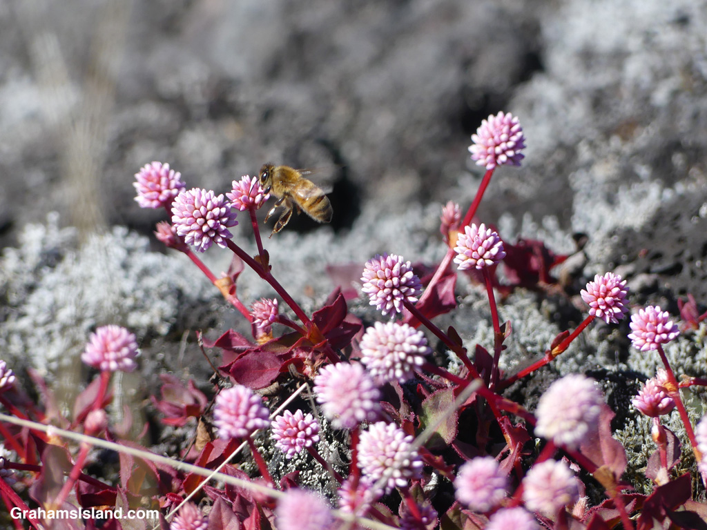 A bee feeds on Pinkhead Smartweed flowers in Hawaii