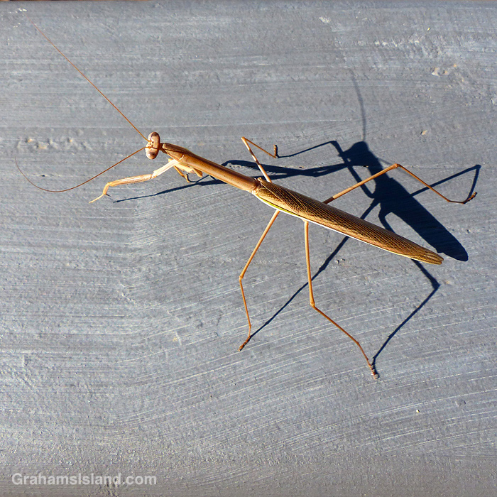 A praying mantis and it's shadow in Hawaii