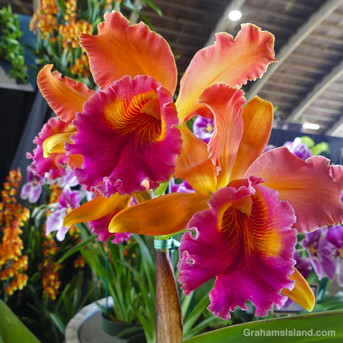 A Rcl Sharon king 'Volcano Queen' orchid at the Hilo Orchid Show in Hawaii