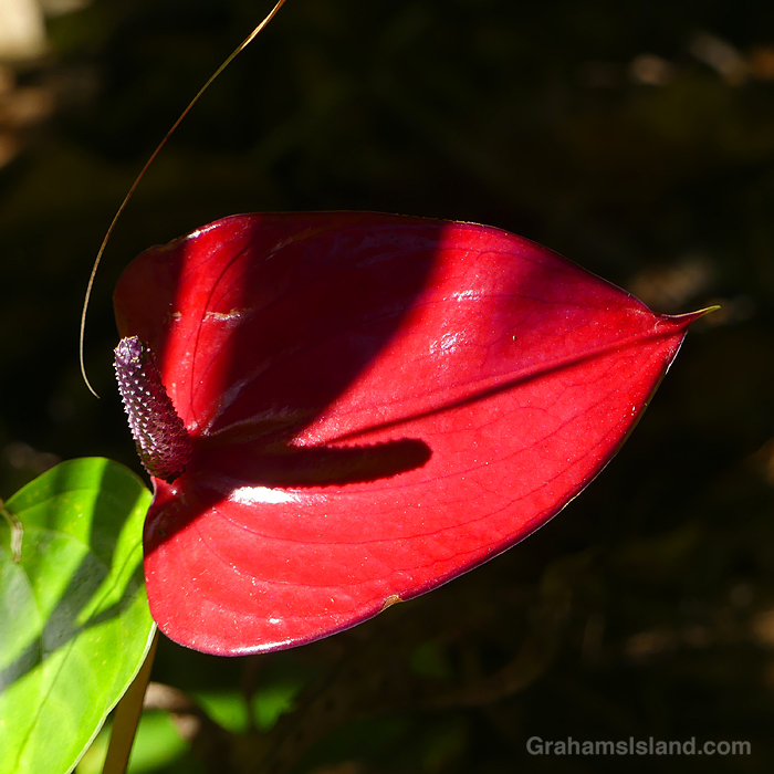 A Red Anthurium in hawaii