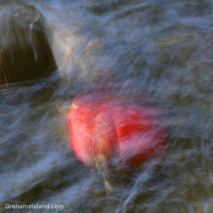 A red leaf floating in water in Hawaii